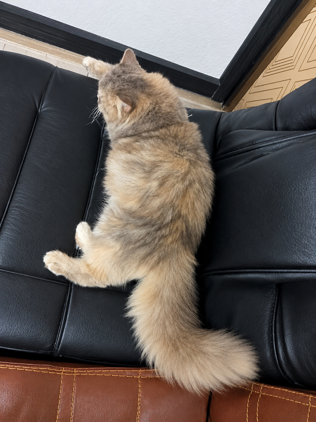 Pure Persian Tripple Coated Fluffy Female β Persian Cats for sale in Lahore