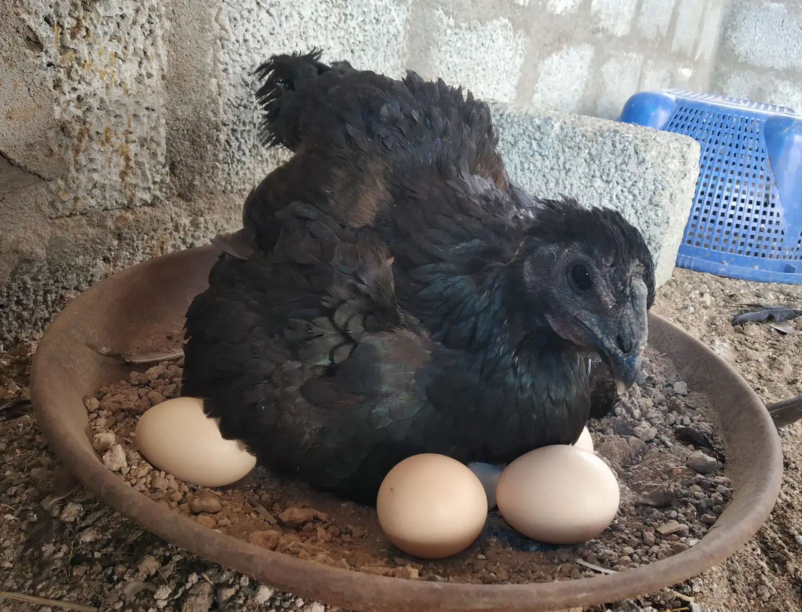 A black hen sitting on eggs in a shallow clay dish, with some of the eggs showing around her