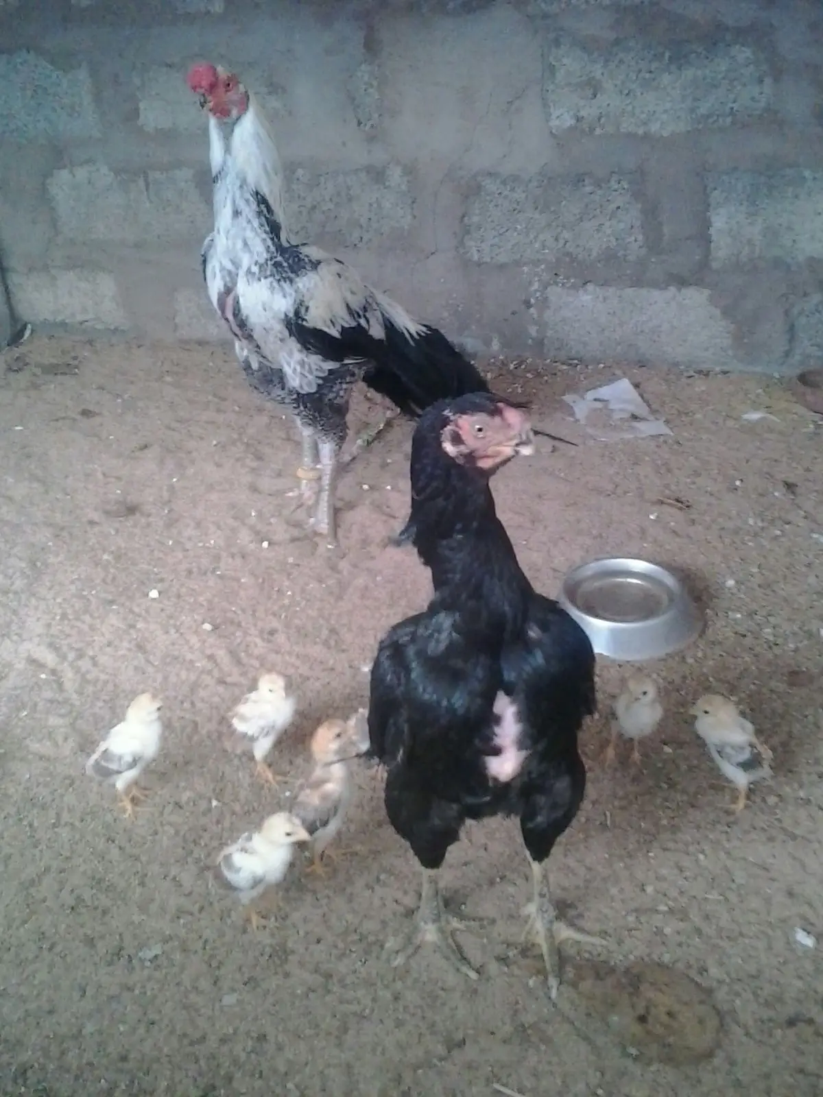A black hen standing with pale chicks on sandy ground, a black and white cock behind her and a metal water bowl nearby