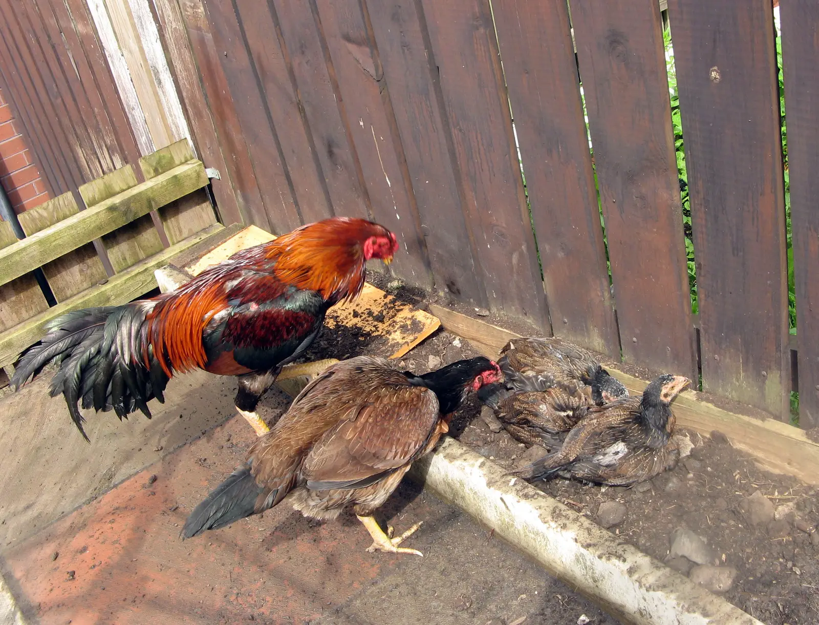 A red and black cock, a brown hen with a dark head and young birds beside a wooden fence