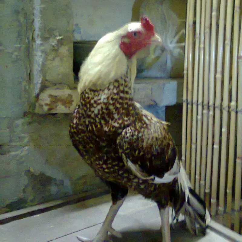 An upright cock with speckled dark brown and gold body feathers, a pale cream neck and a red face, standing indoors by a wall and a bamboo screen
