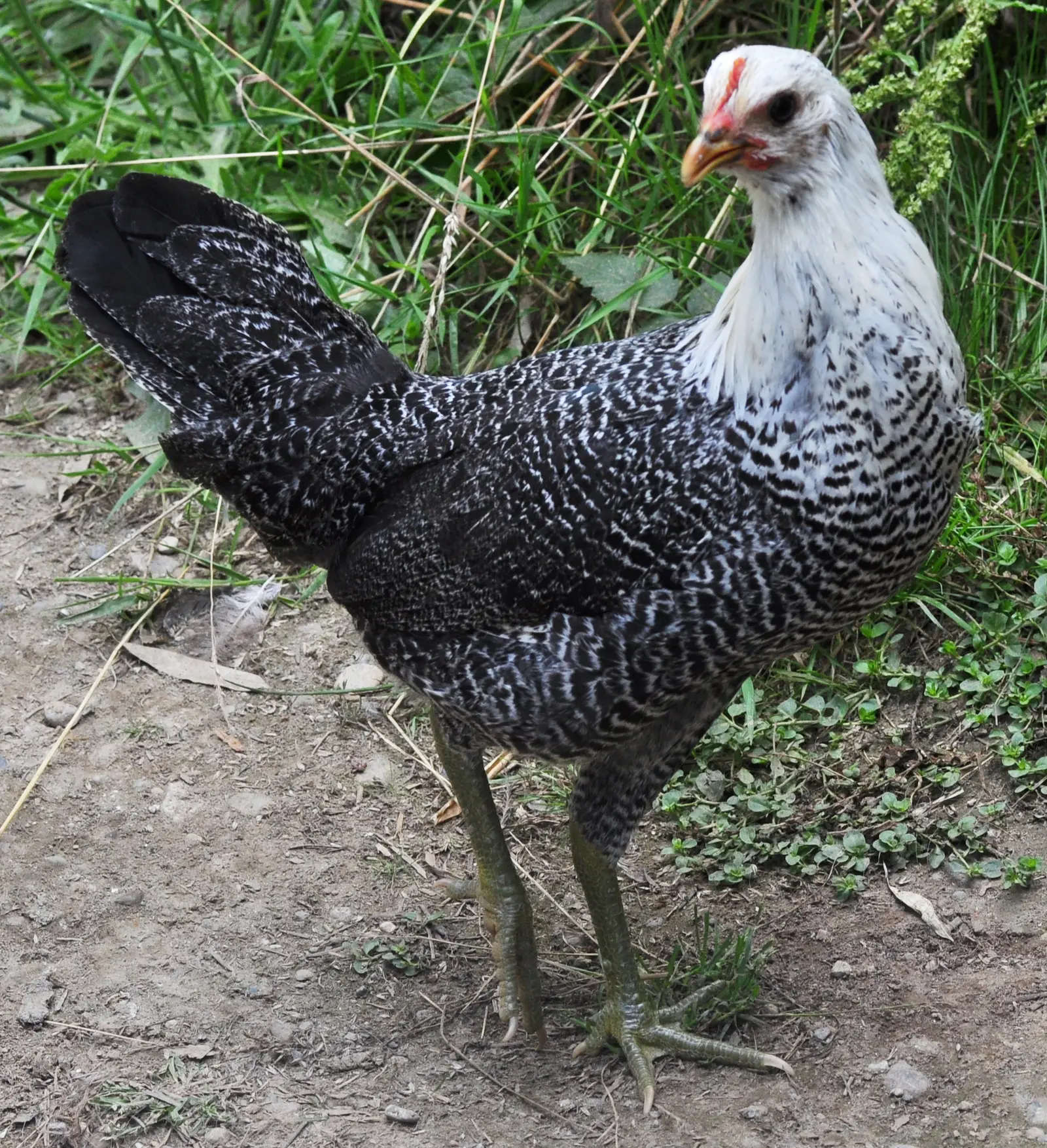 A young hen with black and white barred body feathers and a pale silver neck, standing on a dirt path by grass
