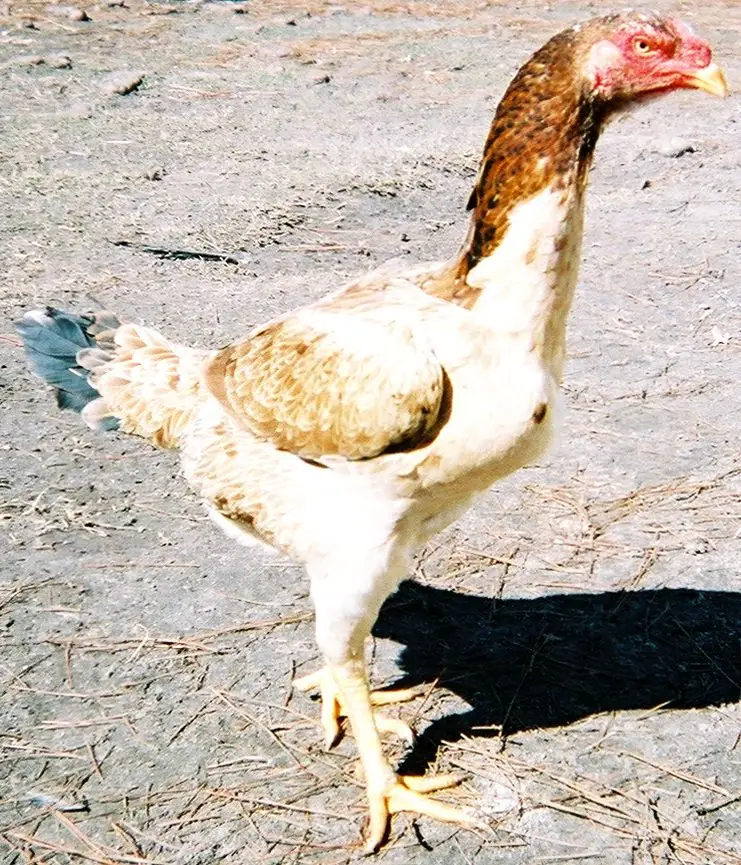 A tall, upright cream and light brown hen with a long neck, standing on bare ground
