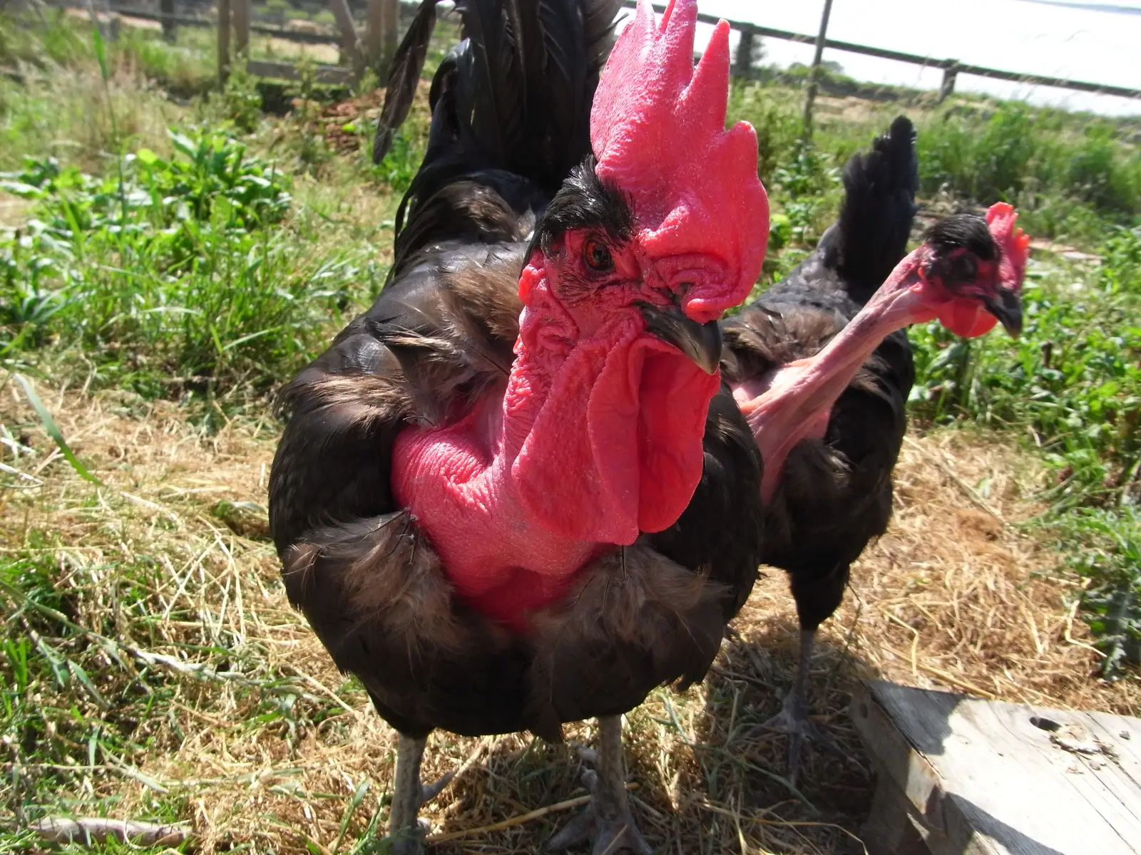 A dark cock with a bare red neck and a large red comb on grass, with a second bare-necked bird behind it