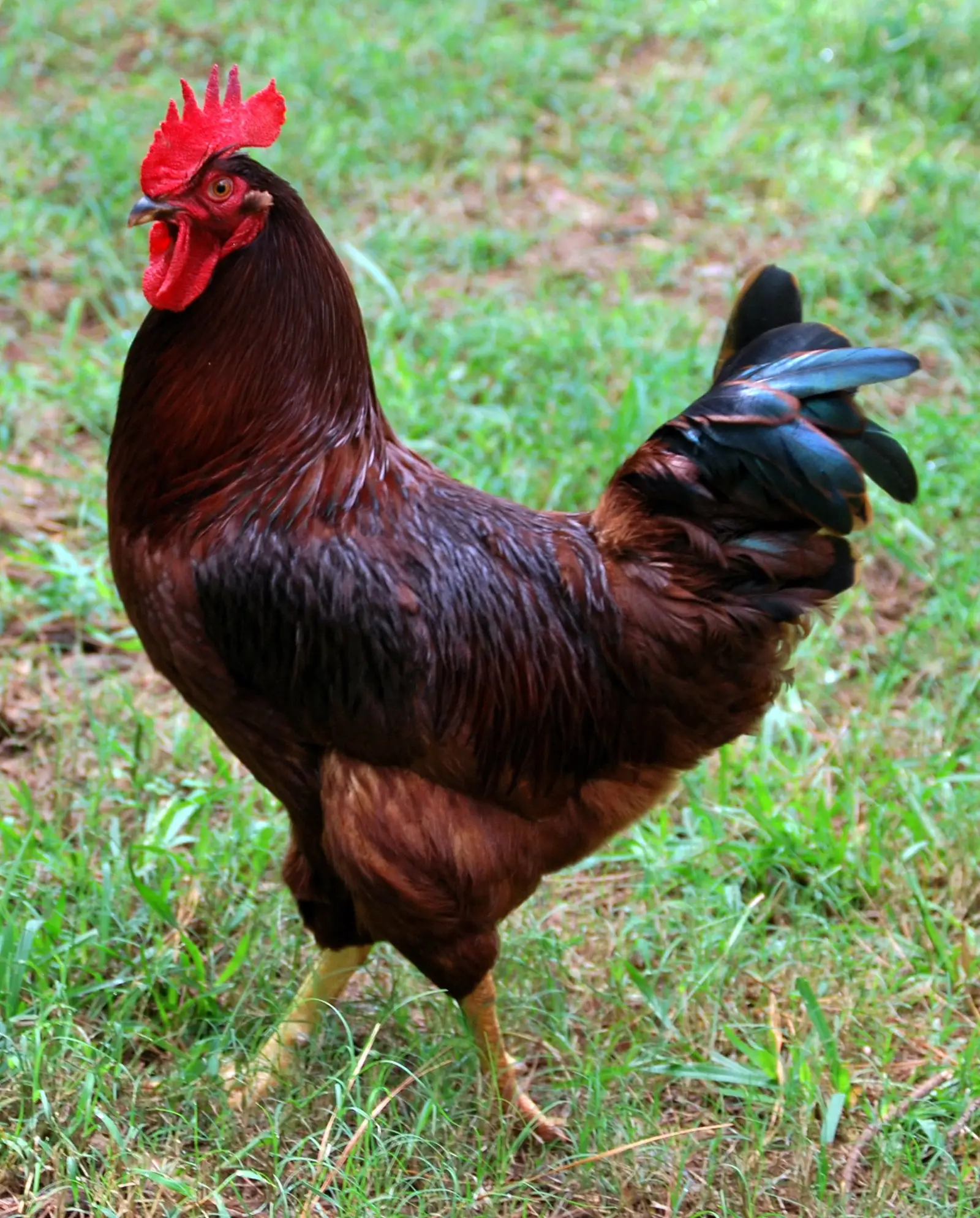 A dark red cock with a red single comb and a black tail, standing on grass