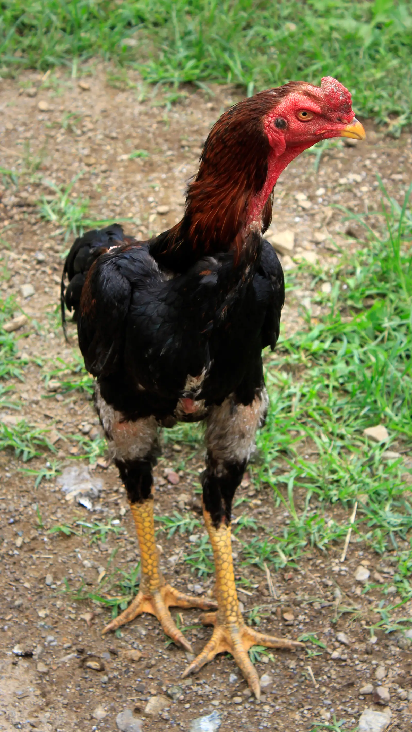 A very tall, upright black cock with a red-brown neck, a red face and thick yellow legs, standing on grass and gravel