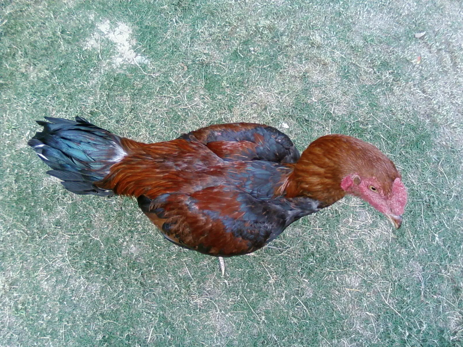 A young cock seen from above on grass, with red-brown feathers, a dark blue-black tail and a bare red face