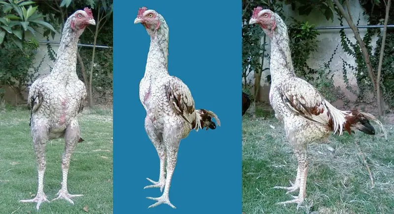 Three views of one tall young bird with long legs and pale speckled feathers, two on grass and one against a blue backdrop