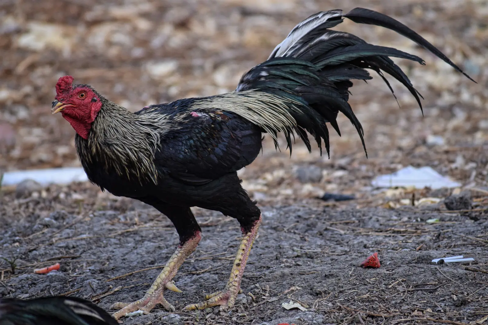 A black cock with gold neck feathers, a red face and long yellow legs, walking on bare ground