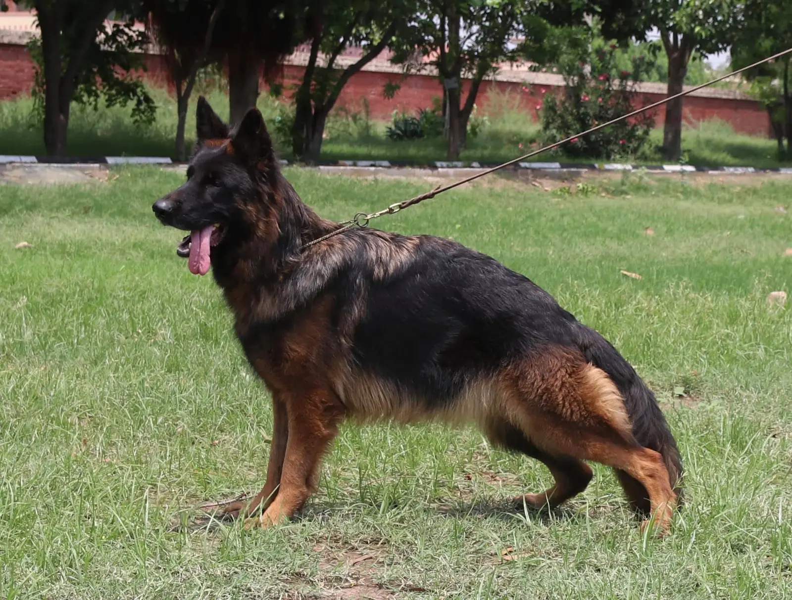 A black-and-tan German Shepherd standing in a show-style stack on a lawn with trees behind