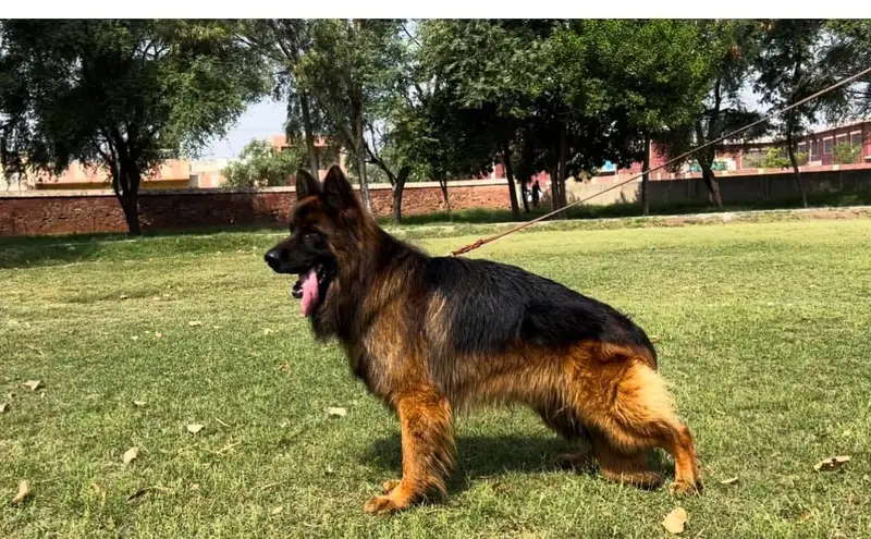 एक काला और भूरा जर्मन शेफ़र्ड, पट्टे के साथ, लॉन में बगल से खड़ा, पीछे ईंटों की दीवार और पेड़