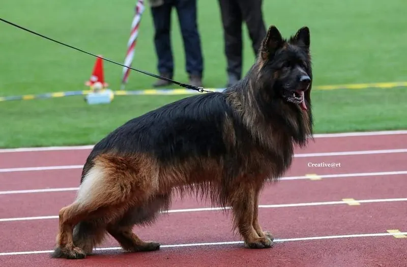 A black and tan long-haired German Shepherd standing on a lead on a red running track at a show