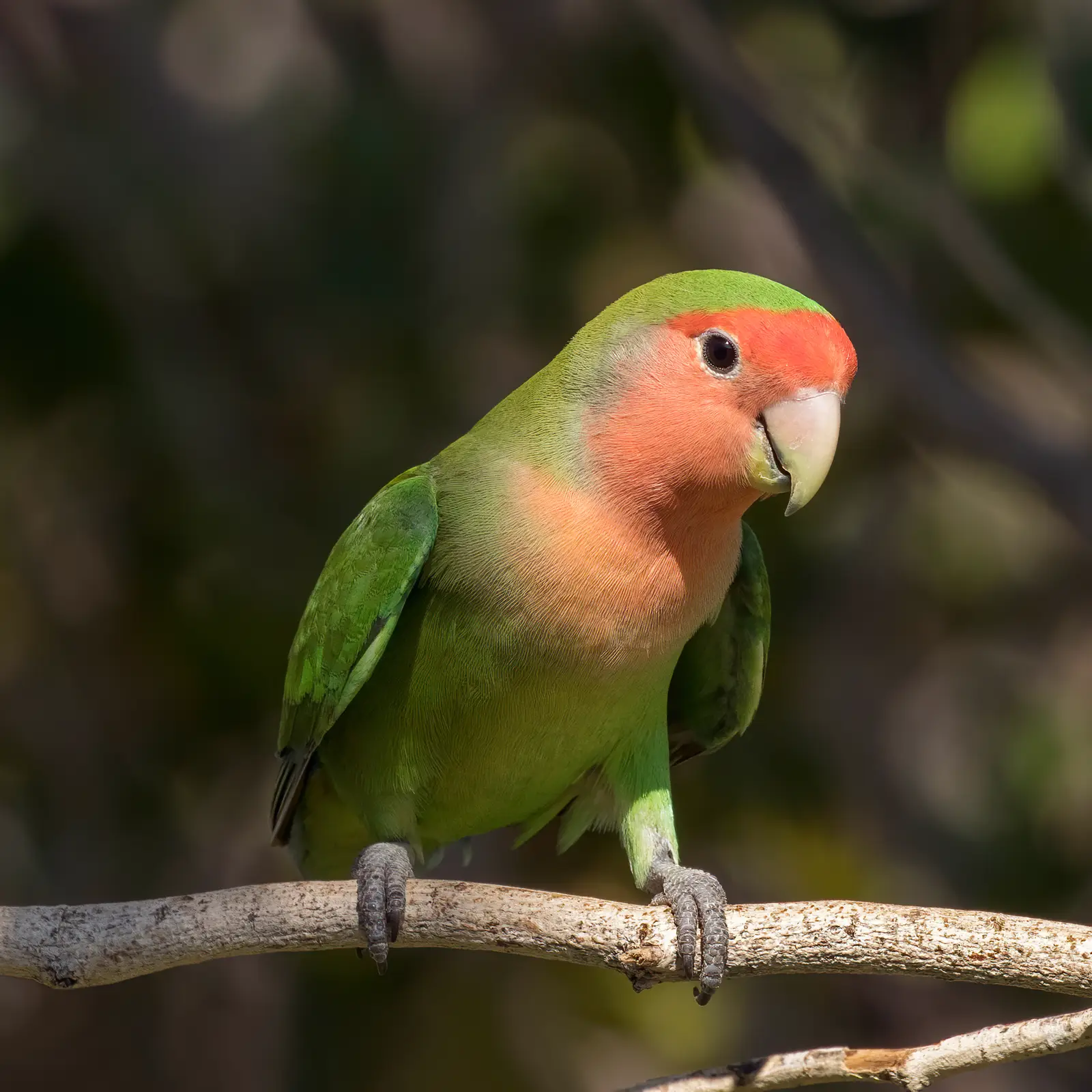 A green lovebird with a peach-pink face perched on a bare branch