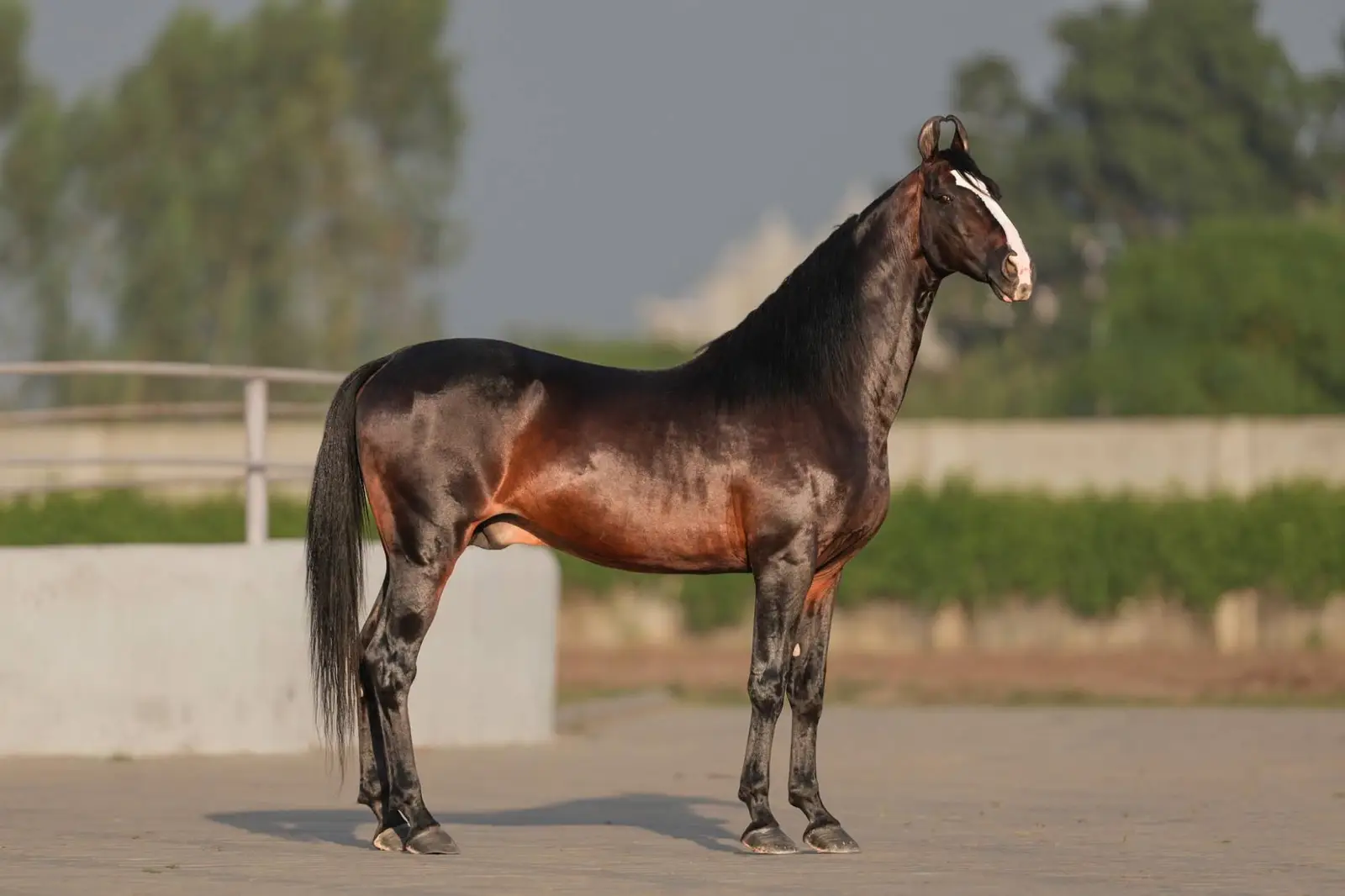 A glossy bay horse in side view with inward-curving ear tips, standing at a railing